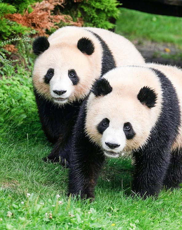 Two pandas walking on grass at Beauval Zoo, Loire Valley.