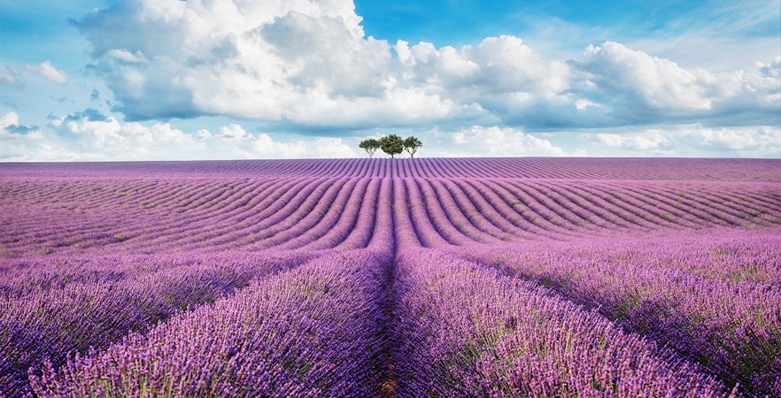 Tours de lavanda