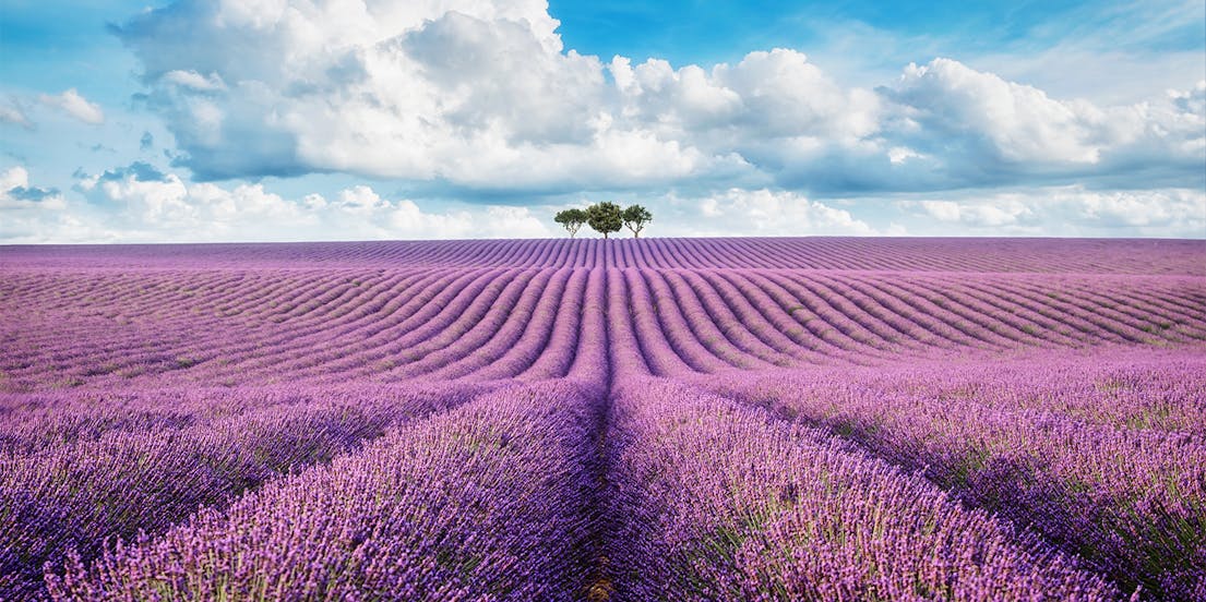 Lavender Tours