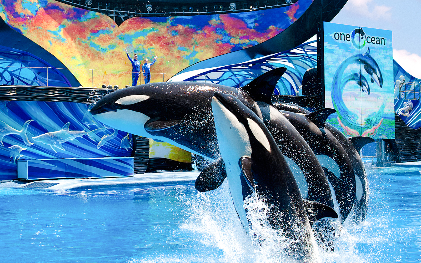 Orcas performing at SeaWorld Orlando's One Ocean show.