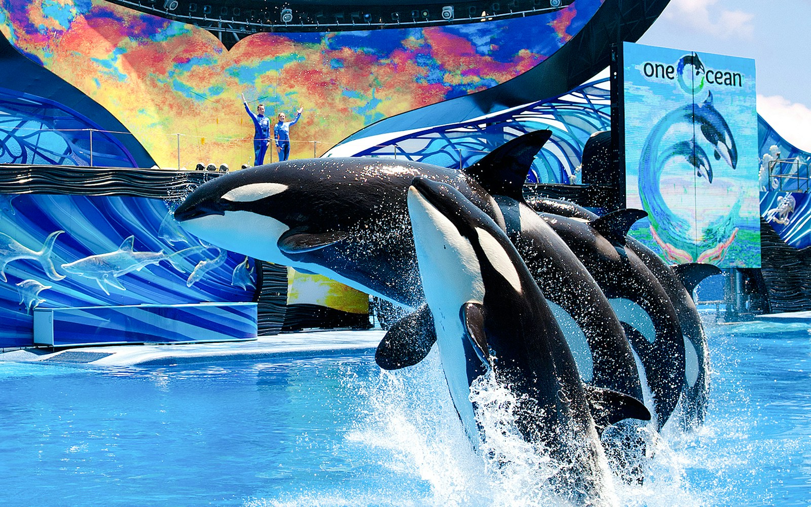 Orcas performing at SeaWorld Orlando's One Ocean show.