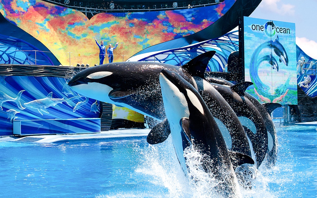 Orcas performing at SeaWorld Orlando's One Ocean show.