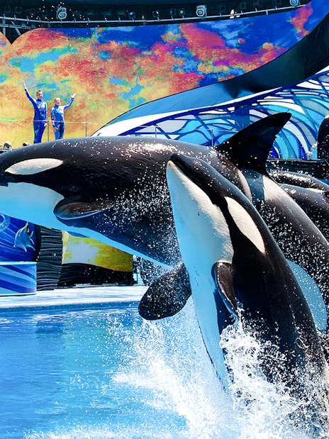 Orcas performing at SeaWorld Orlando's One Ocean show.
