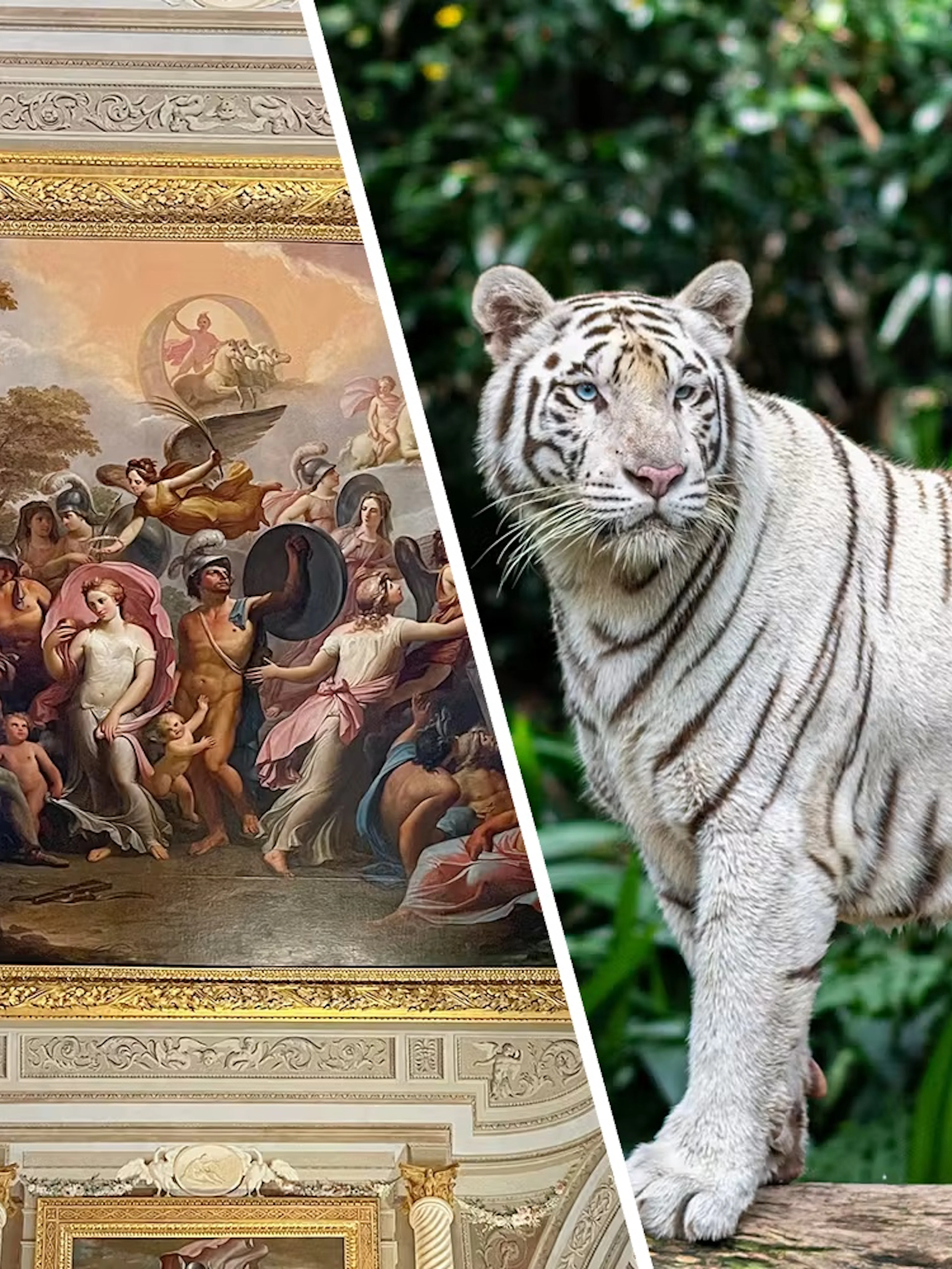Borghese Gallery ceiling fresco and white tiger at Rome Bioparco.