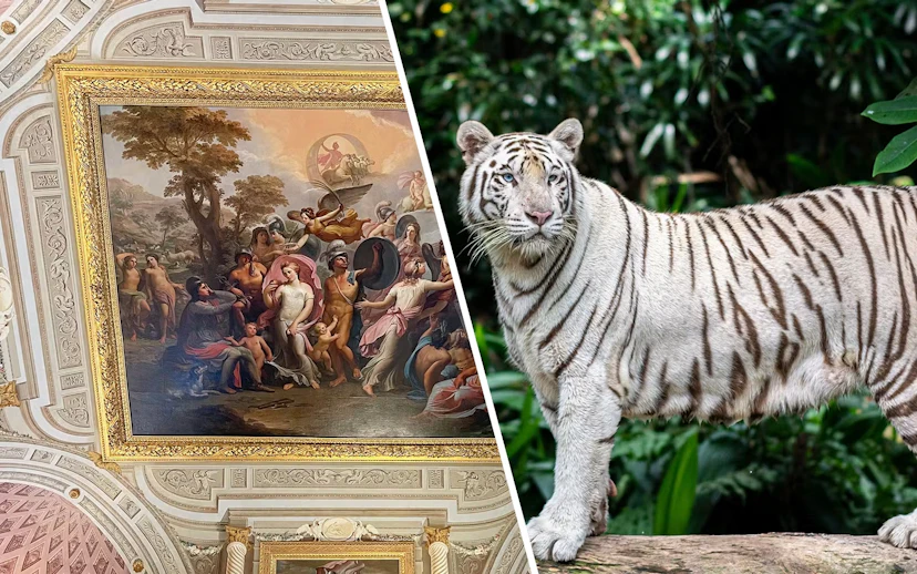 Borghese Gallery ceiling fresco and white tiger at Rome Bioparco.