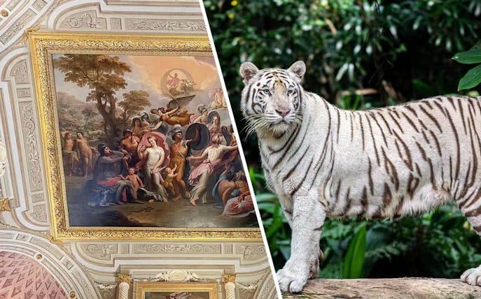 Borghese Gallery ceiling fresco and white tiger at Rome Bioparco.