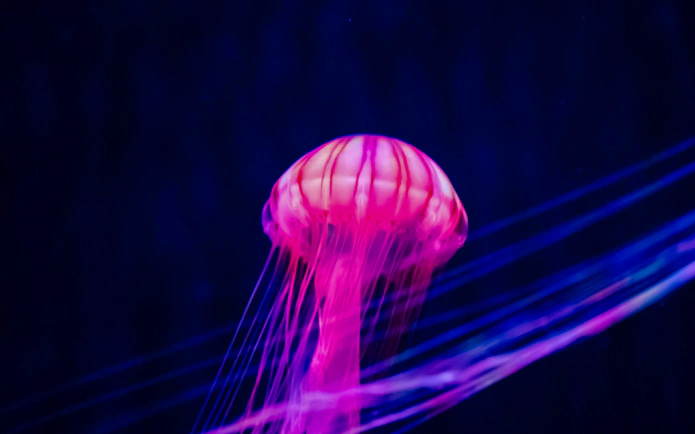 Jellyfish illuminated in vibrant colors at Sumida Aquarium, Tokyo.