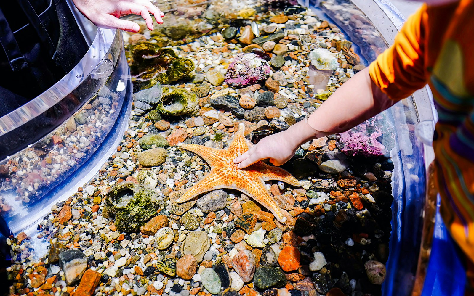 Touch the Bay - Aquarium of the Bay