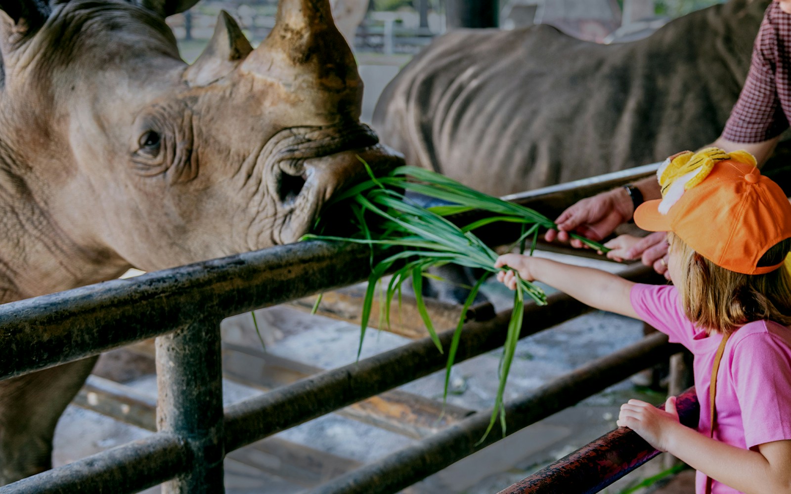 Rhino being fed by a kid and  zookeeper at a wildlife sanctuary in Madrid