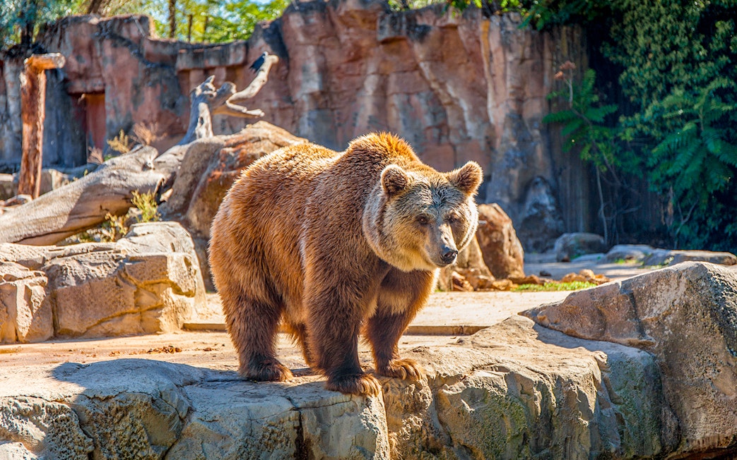 Grizzly bear standing on rocks at Zoo Aquarium Madrid.