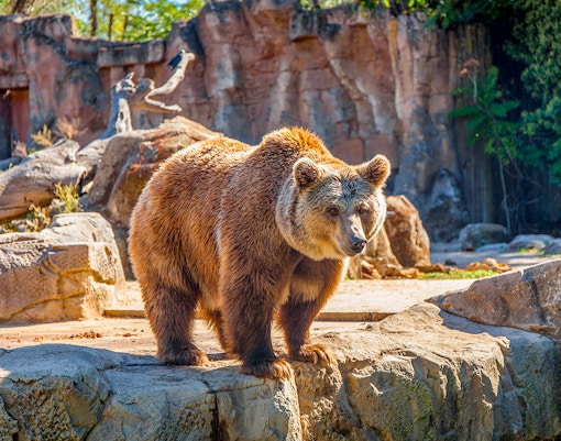 Grizzly bear at Zoo Aquarium Madrid standing near water.
