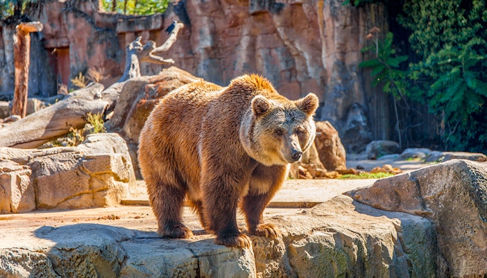 Grizzly bear standing on rocks at Zoo Aquarium Madrid.