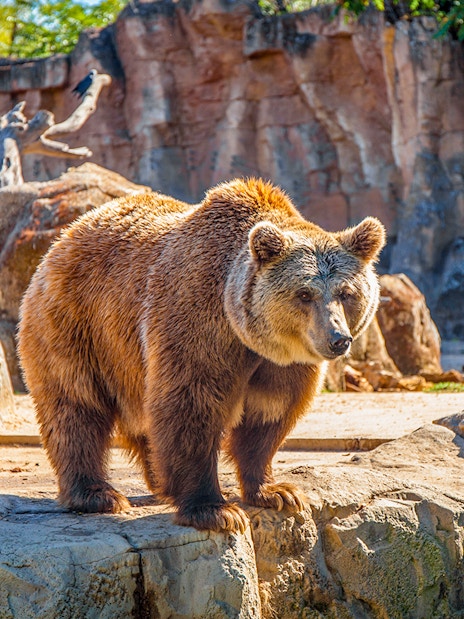 Grizzly bear standing on rocks at Zoo Aquarium Madrid.