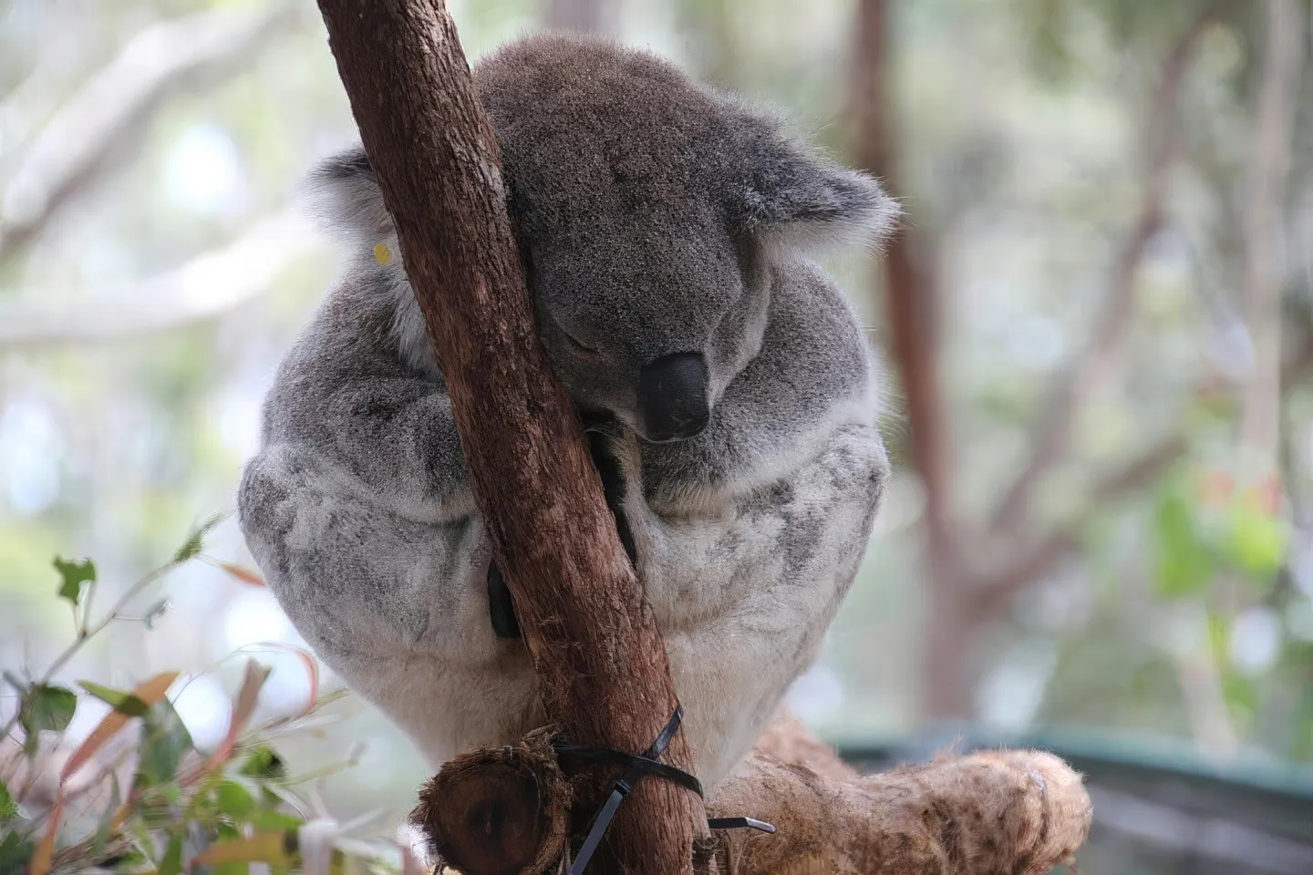 Koala sleeping on a tree branch at Phillip Island Koala Reserve.