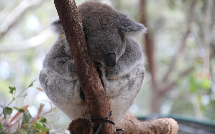 Koala sleeping on a tree branch at Phillip Island Koala Reserve.