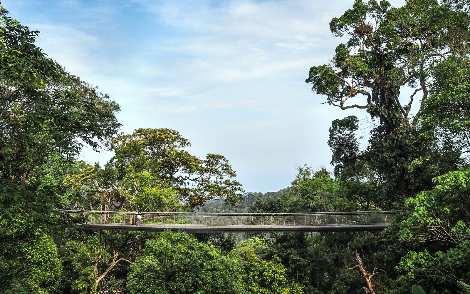 Penang Hill funicular railway ascending through lush greenery, Malaysia.