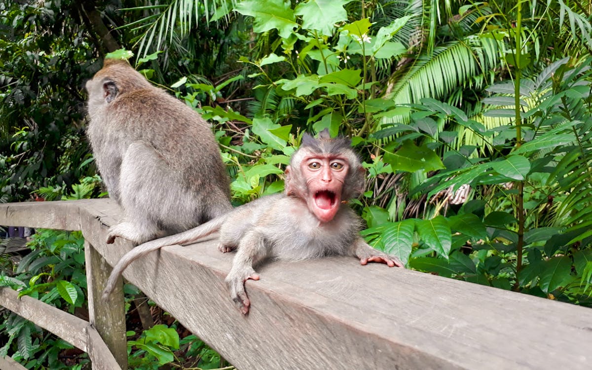 guided day tour of ubud with round-trip hotel transfers-4 guided day tour of ubud with round-trip hotel transfers-4