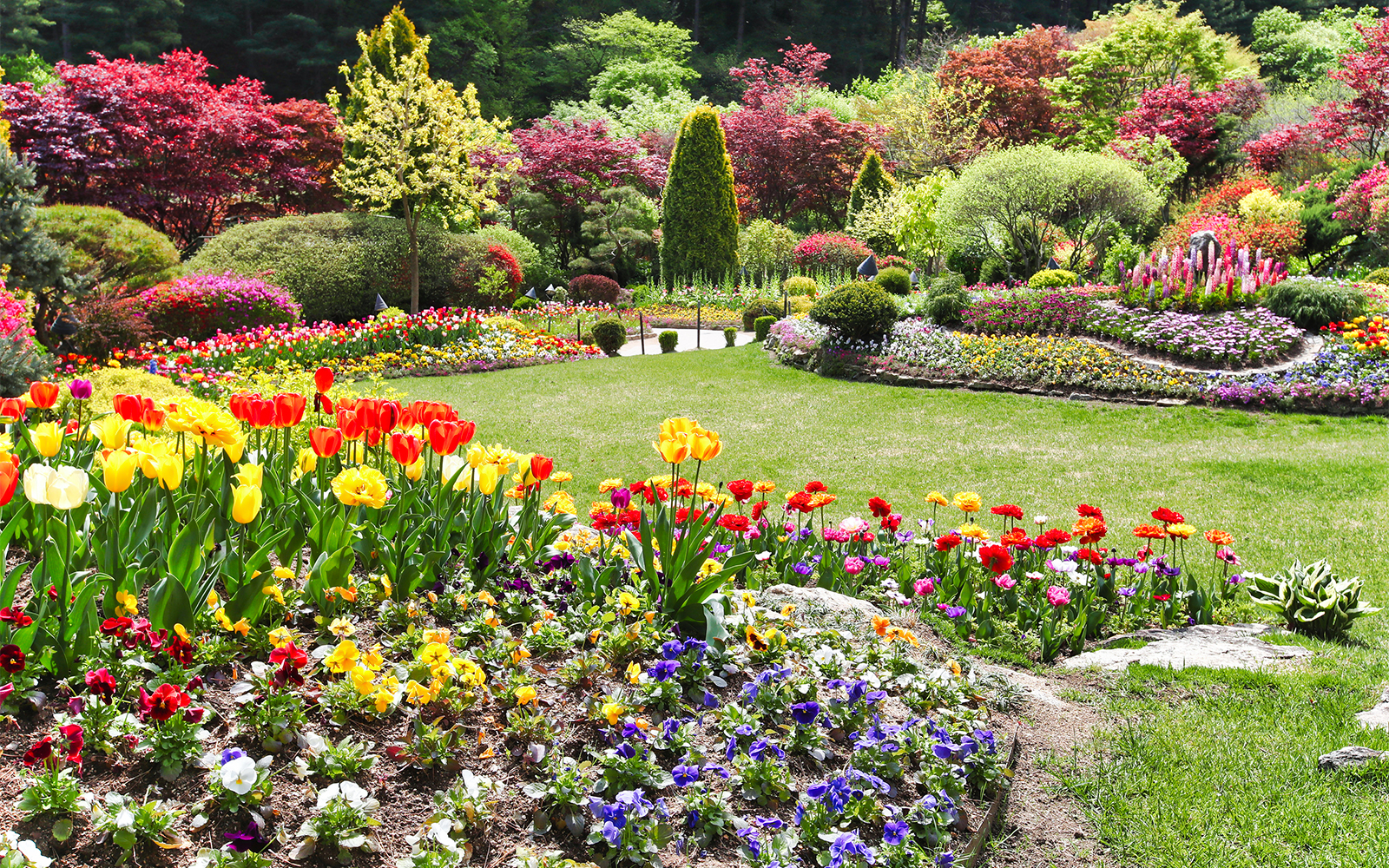Manicured garden with colorful tulips and shaped shrubs in South Korea.