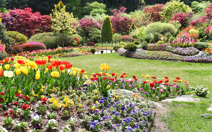 Manicured garden with colorful tulips and shaped shrubs in South Korea.