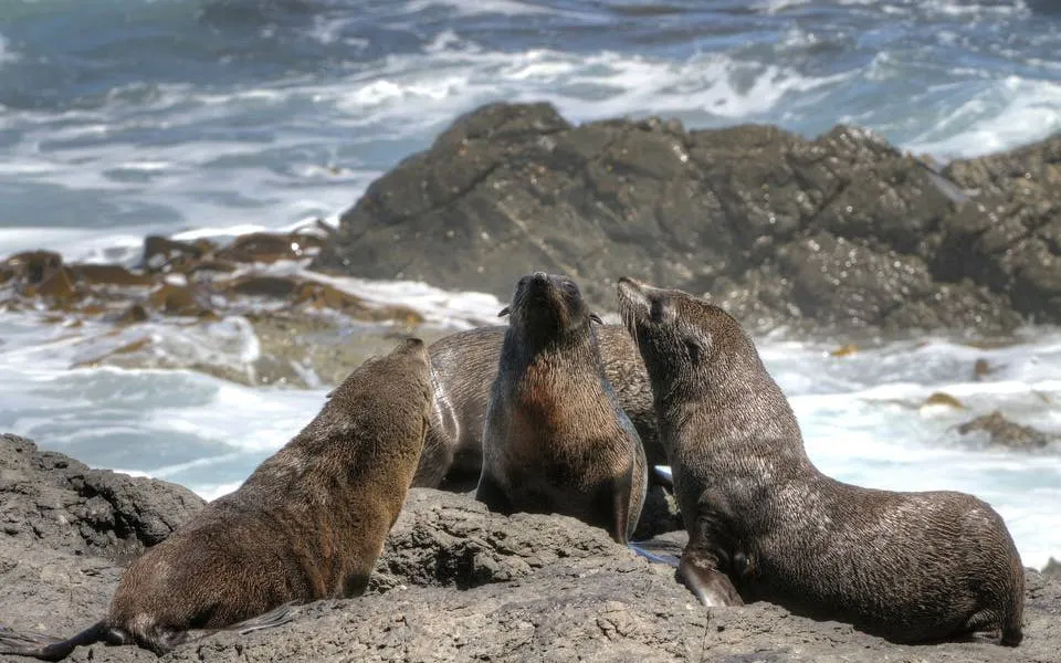 Cape Town Private Cape Peninsula Guided Tour with Luxury Vehicle
