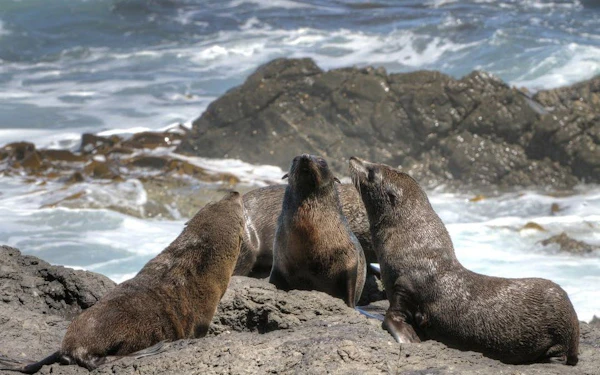Cape Town Private Cape Peninsula Guided Tour with Luxury Vehicle