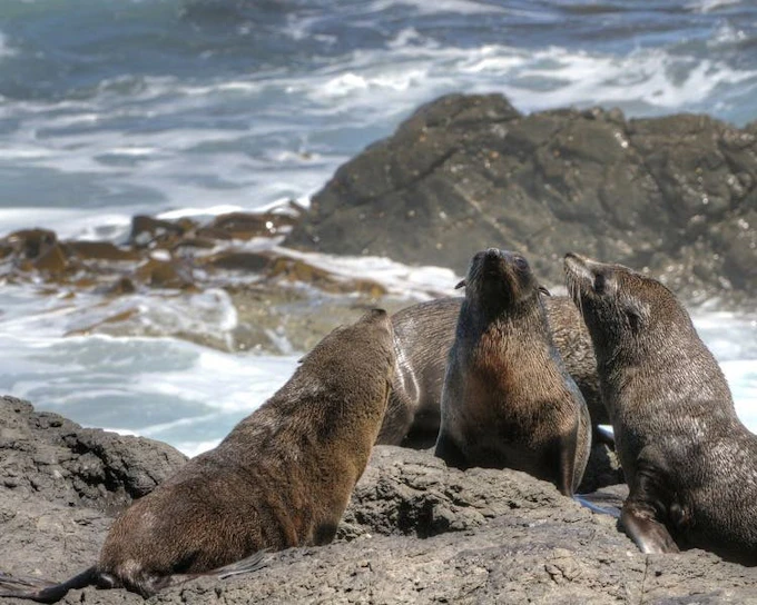 Cape Town Private Cape Peninsula Guided Tour with Luxury Vehicle