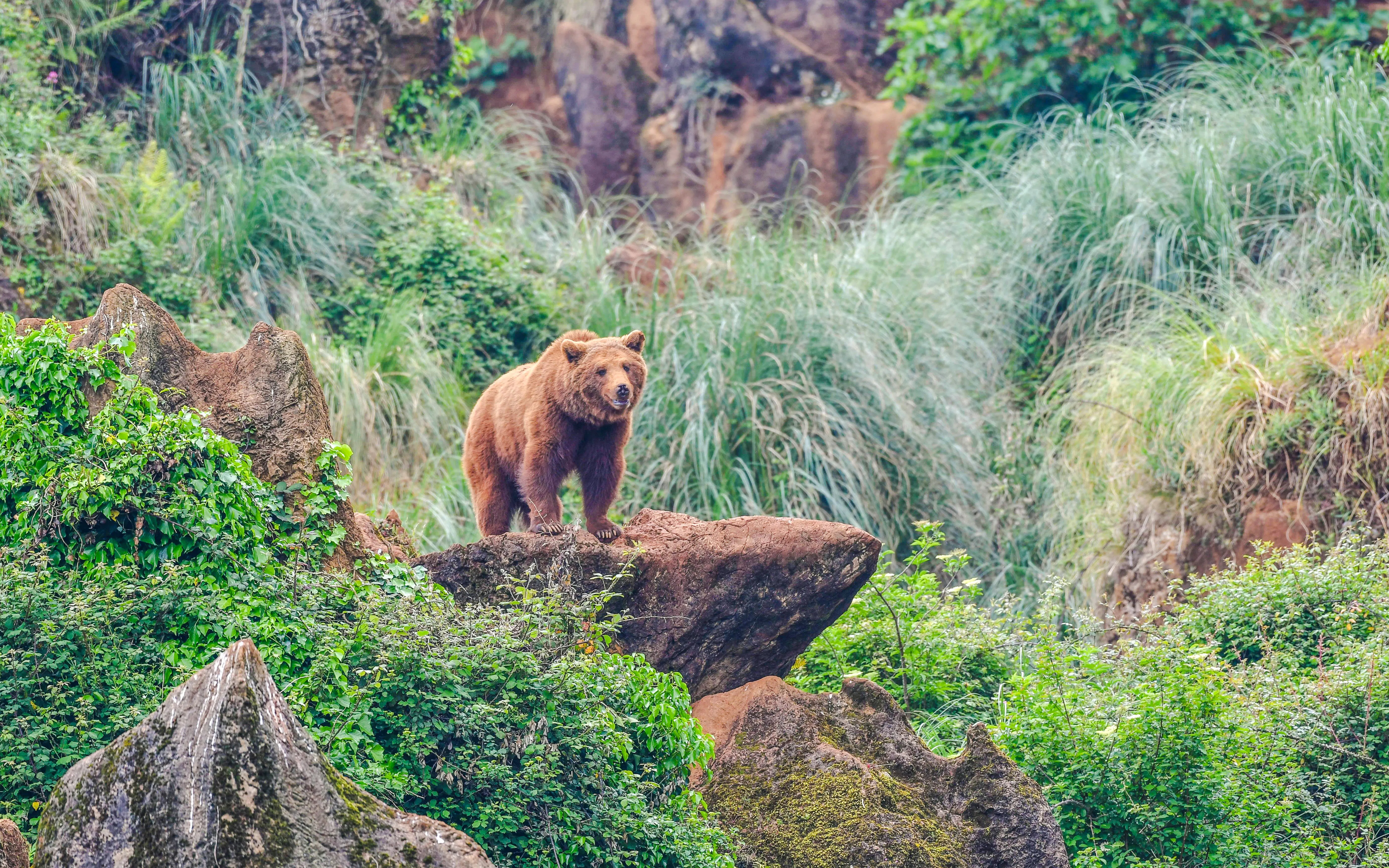 Brown bear on reddish rock surrounded by greenery in Cabarceno Natural Park, Cantabria.