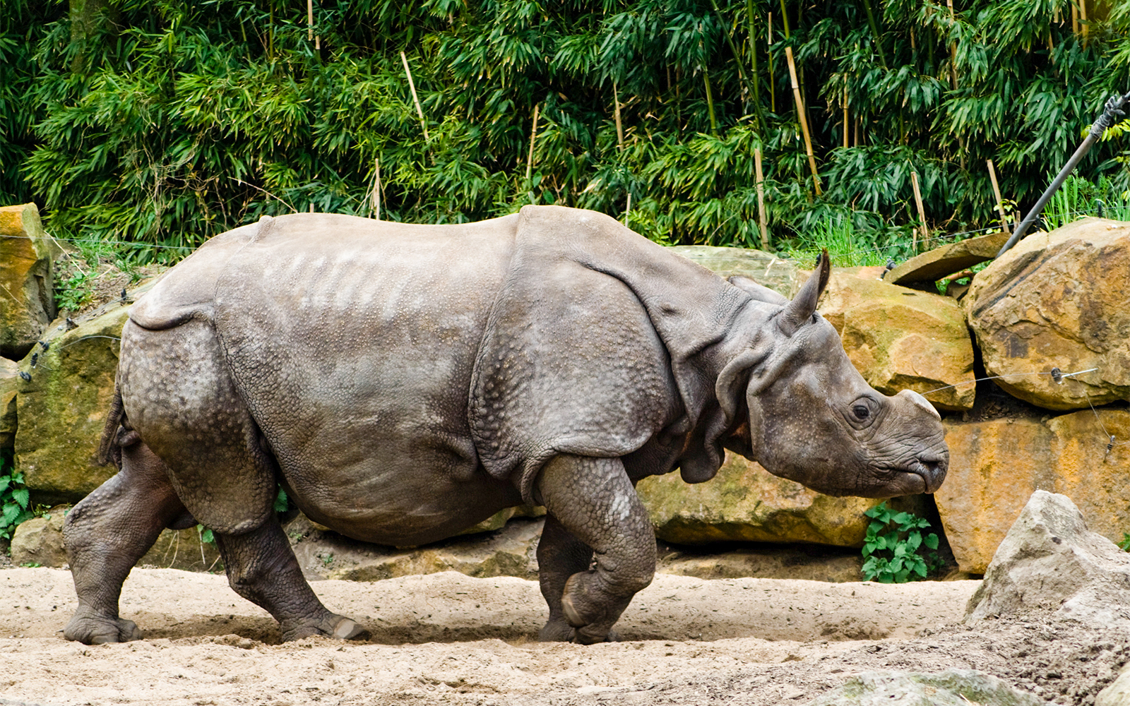 Rhino grazing in the African Plains exhibit at Rotterdam Zoo.