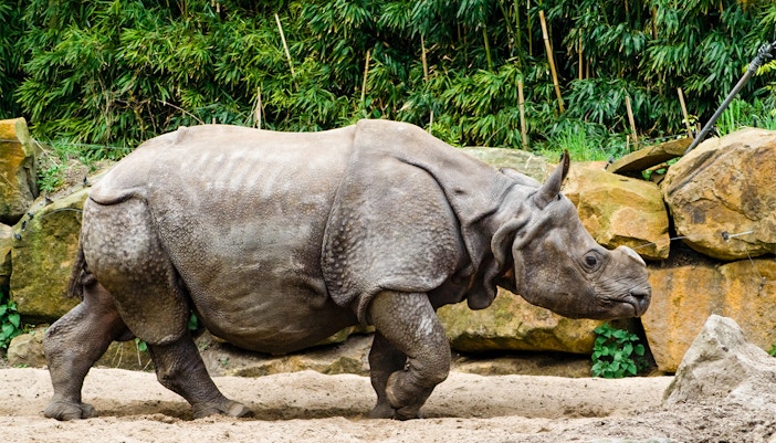 Rhino grazing in the African Plains exhibit at Rotterdam Zoo.