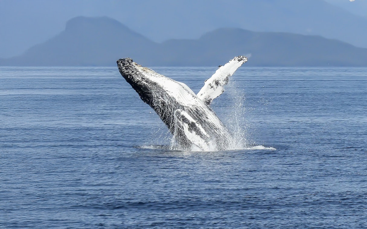 Whale breaching near Reykjavik seen from RIB speedboat tour.