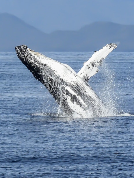 Whale breaching near Reykjavik seen from RIB speedboat tour.