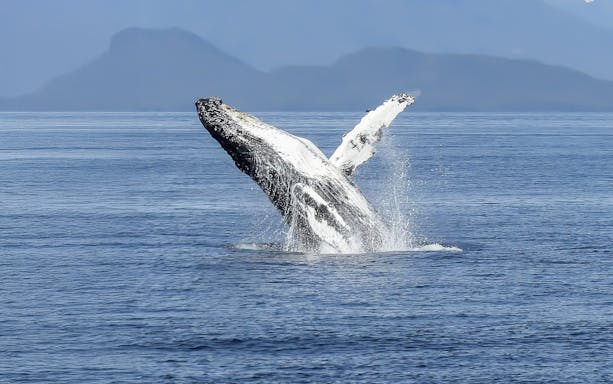 Whale breaching near Reykjavik seen from RIB speedboat tour.