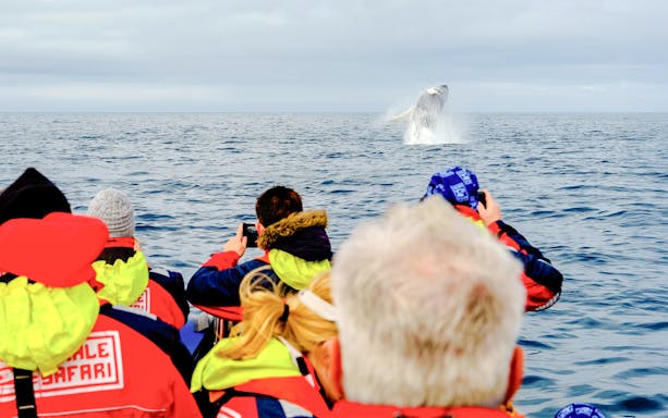 Visitors on a boat watching a whale breach during a premium whale watching tour.