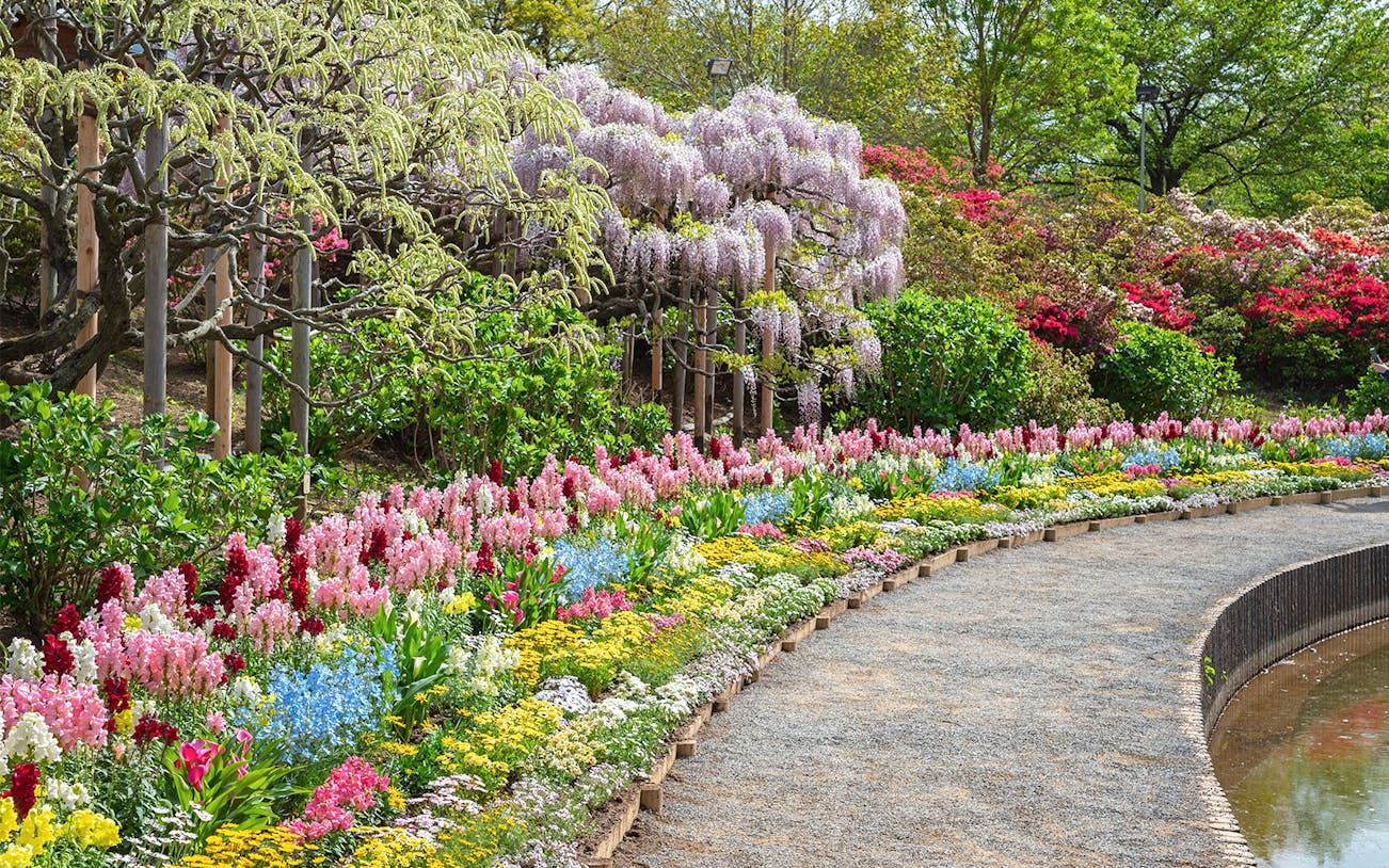 Wisteria and colorful flowers along a path in Ashikaga Flower Park, Japan.