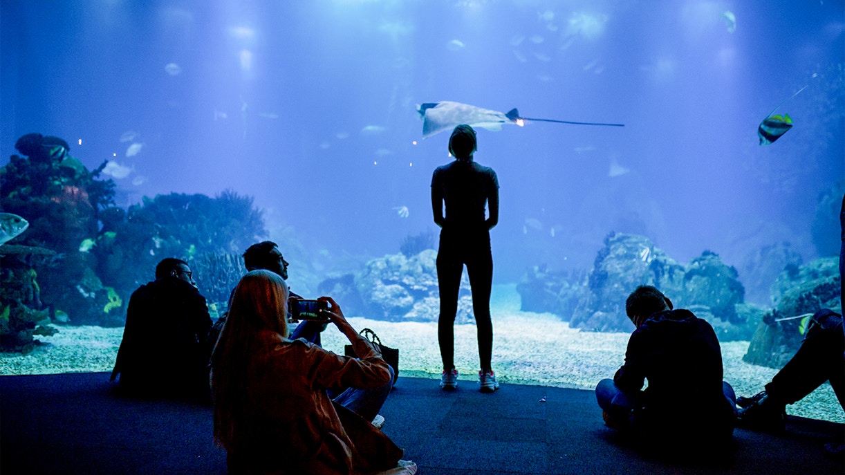 Visitors observing marine life at Lisbon Oceanarium.