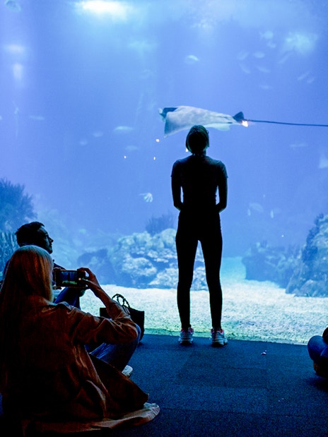 Visitors observing marine life at Lisbon Oceanarium.