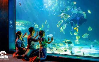 Visitors observing fish and diver in aquarium at Angkor Wildlife, Siem Reap.