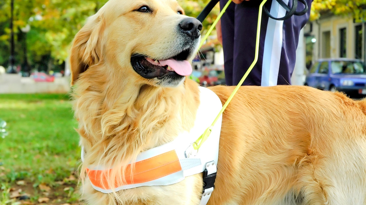 Guide dog on a leash at ZooParc de Beauval.