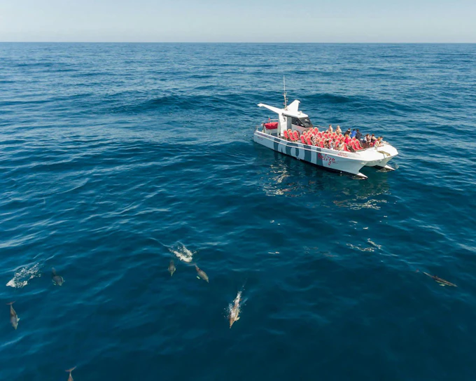 From Vilamoura: Dolphins & Benagil Cave Catamaran Cruise