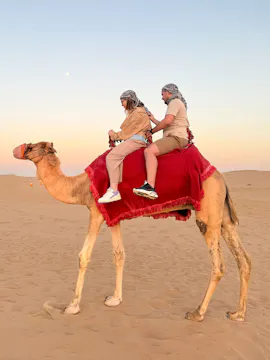 Camel Rides in Dubai