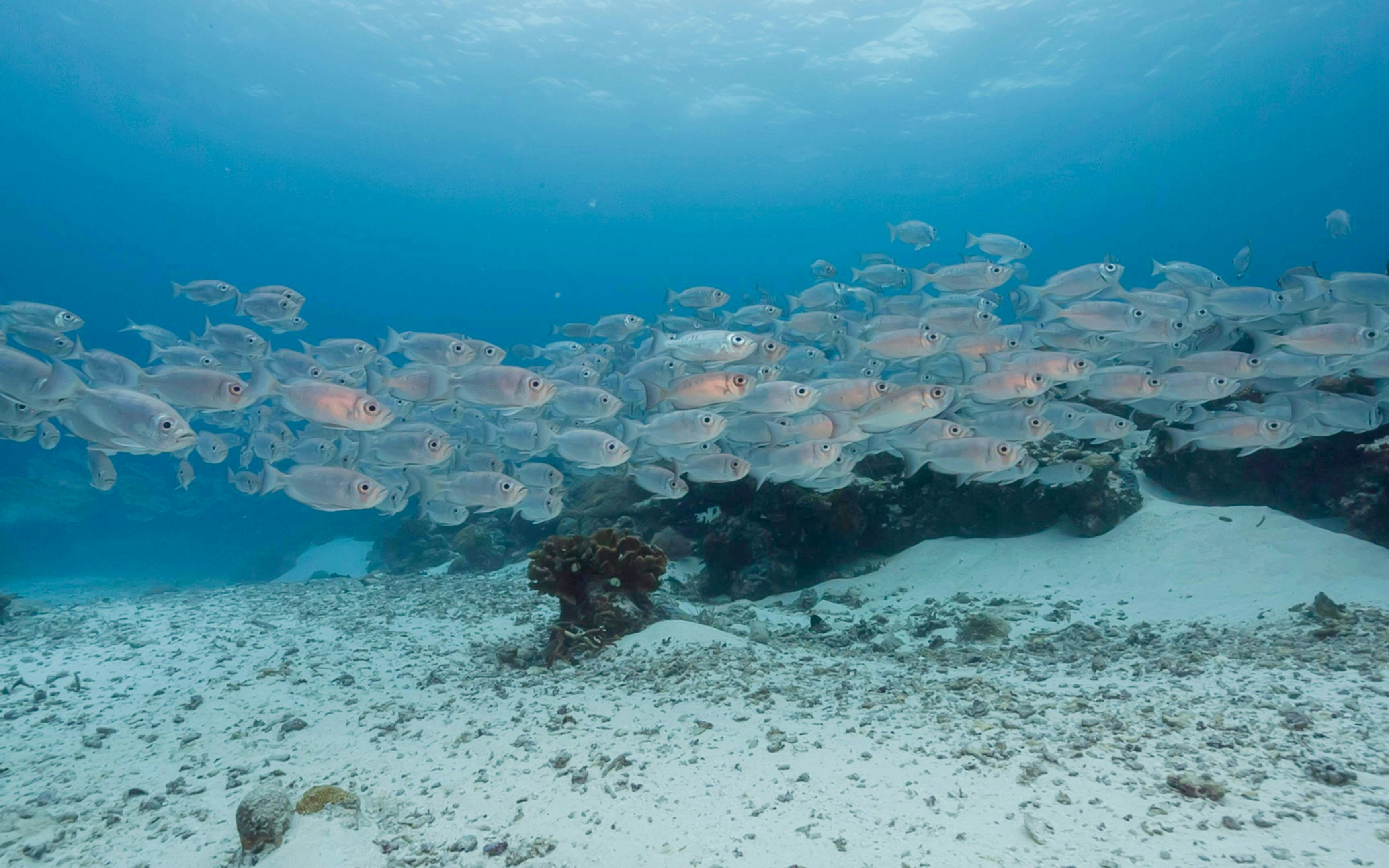 School of fish swimming over a coral reef in clear blue water.