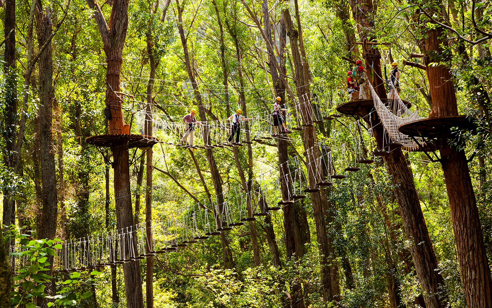 Guests crossing a rope bridge in a forest on the Kohala Zip & Dip tour.