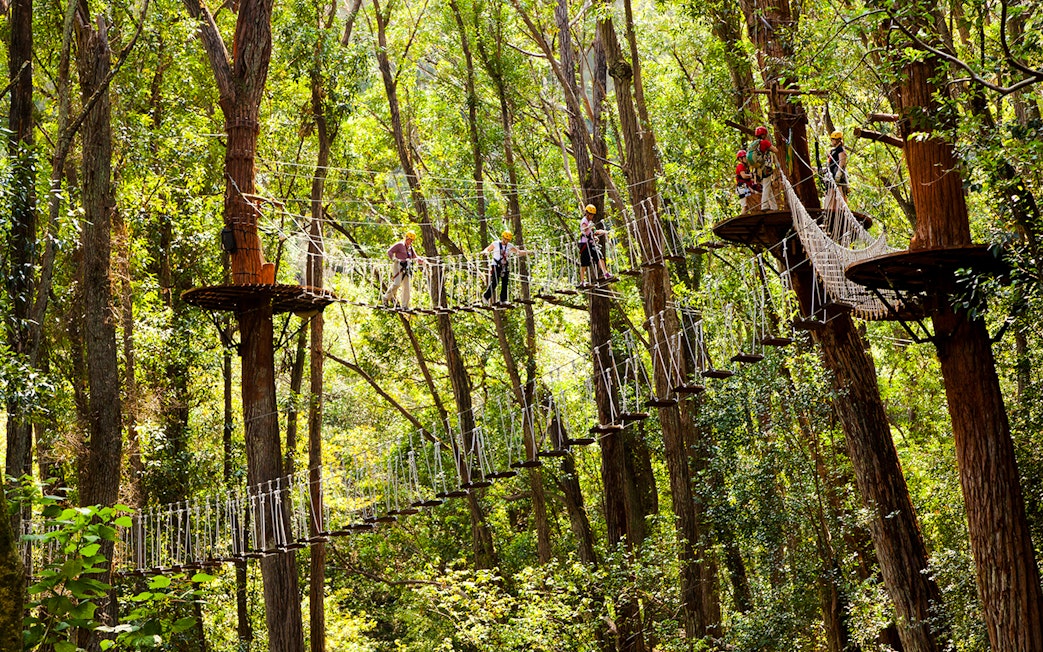 Guests crossing a rope bridge in a forest on the Kohala Zip & Dip tour.