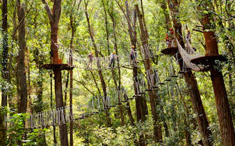 Guests crossing a rope bridge in a forest on the Kohala Zip & Dip tour.