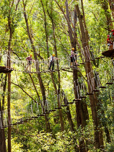 Guests crossing a rope bridge in a forest on the Kohala Zip & Dip tour.