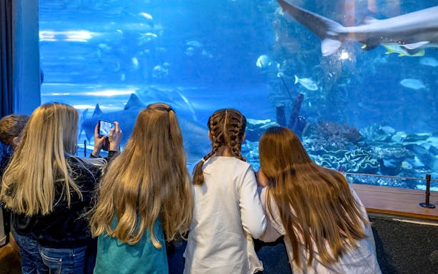 Children observing sharks at Budapest Tropicarium aquarium.