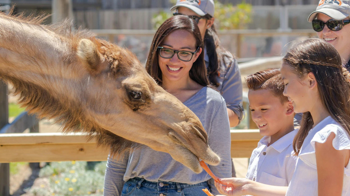https://cdn-imgix.headout.com/media/images/a9a62aa6-438b-42ad-9a26-5083308e30bb-1782983546923-SZ-Asia-Camel-Encounter_4N3A7471%20%281%29.jpg
