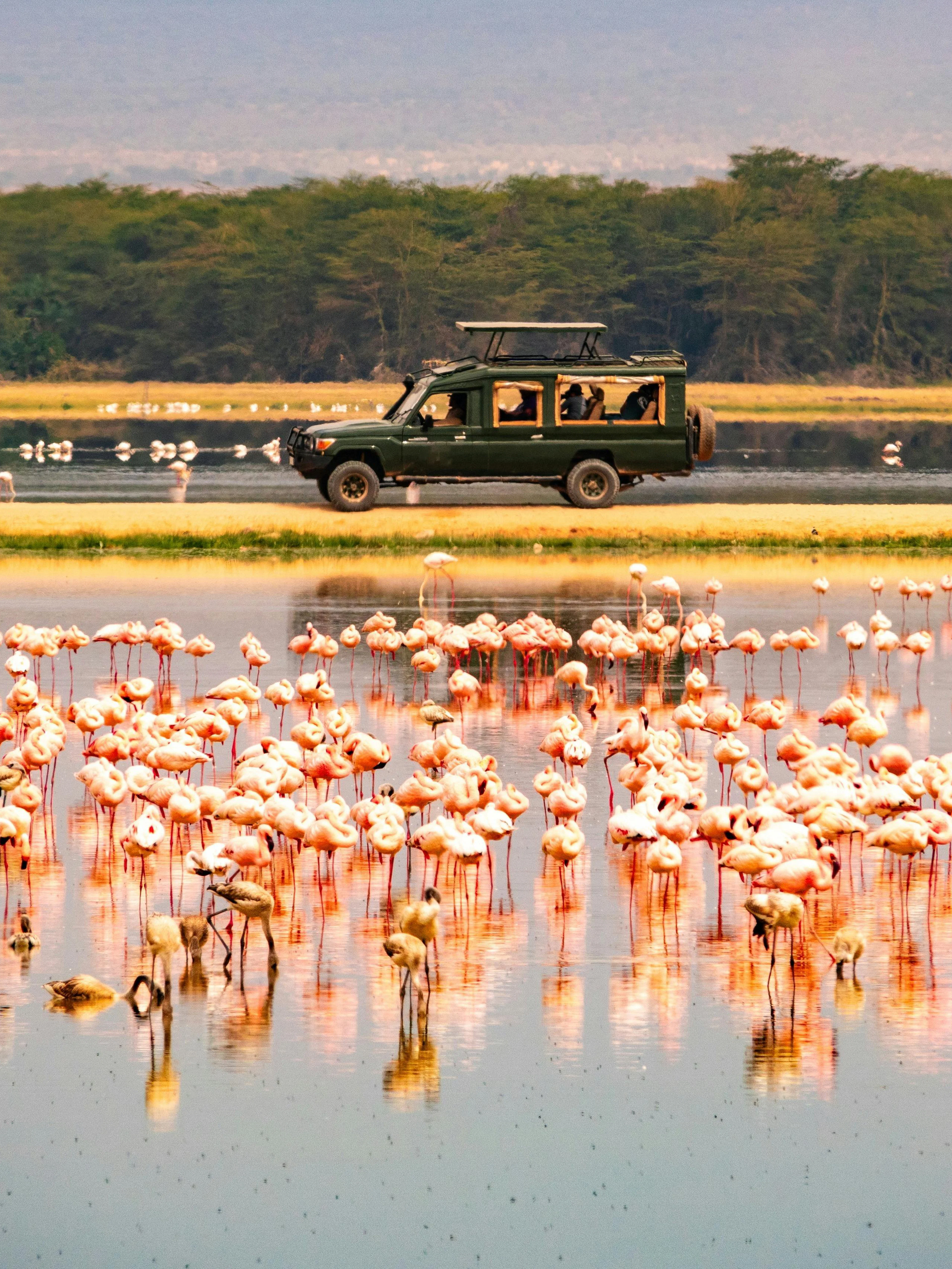 Lesser flamingos in water with safari vehicle in Amboseli National Park, Kenya.