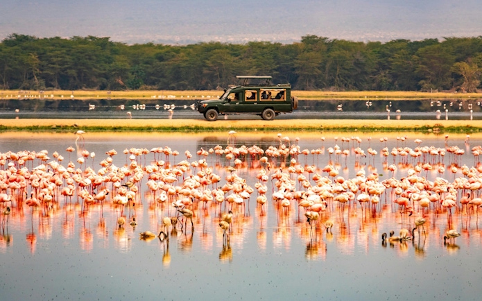 Lesser flamingos in water with safari vehicle in Amboseli National Park, Kenya.