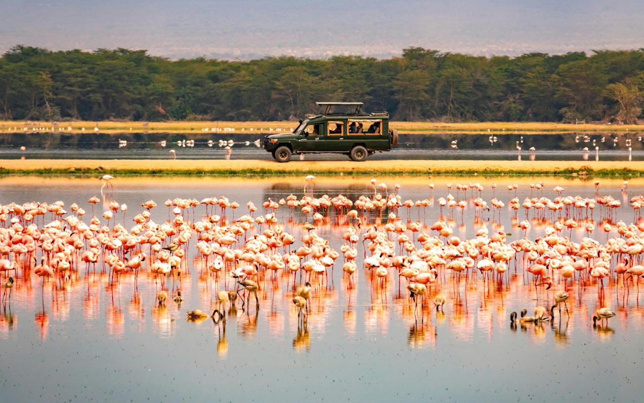 Lesser flamingos in water with safari vehicle in Amboseli National Park, Kenya.